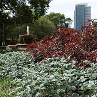 Plectranthus Silver Shield Commercial Landscape 1