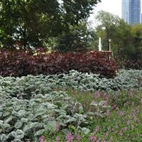 Plectranthus Silver Shield Commercial Landscape 2