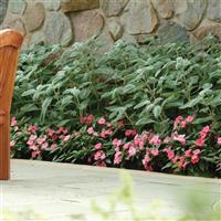 Plectranthus Silver Shield Landscape