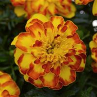 French Marigold Flamenco Bloom