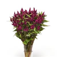 Celway™ Purple Mono Vase, White Background