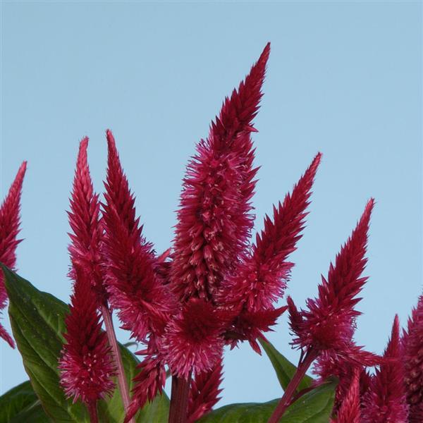 Celway™ Red Celosia