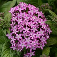 Glitterati™ Purple Star Bloom