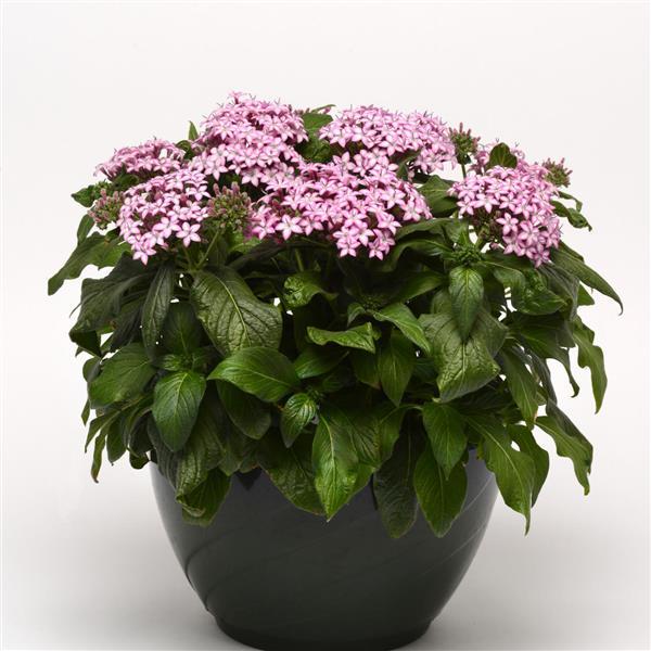 Glitterati™ Purple Star Pentas