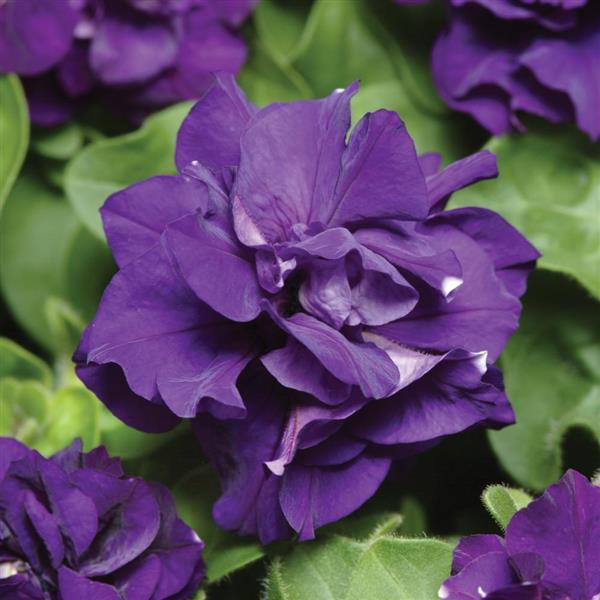Flower Petunia Double Duo Pink Satin F1-30 Pelleted Seeds 