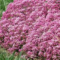 Easter Bonnet Deep Pink Garden