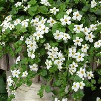 Bacopa Snowtopia<sup>®</sup> Container