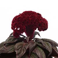 Celosia Dracula Bloom