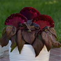 Celosia Dracula Container