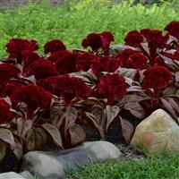 Celosia Dracula Landscape