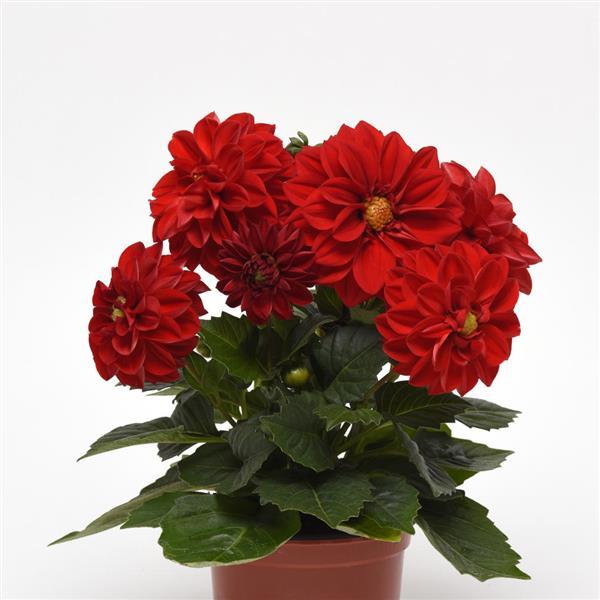 Figaro™ Red Shades Container