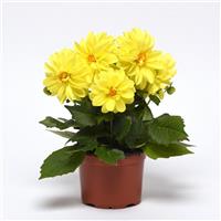 Figaro™ Yellow Shades Container