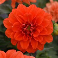 Figaro™ Orange Shades Bloom