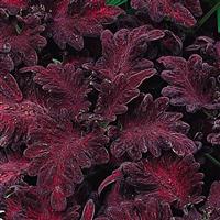 Coleus Black Dragon Bloom