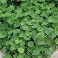 Dichondra Emerald Falls Bloom