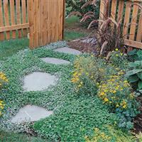 Dichondra Emerald Falls Commercial Landscape 1