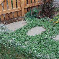 Dichondra Emerald Falls Commercial Landscape 2