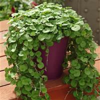 Dichondra Emerald Falls Container