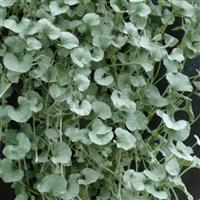 Dichondra Silver Falls Bloom