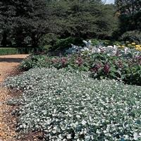 Dichondra Silver Falls Commercial Landscape 1