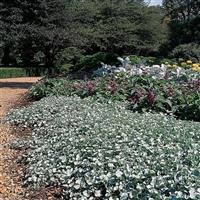 Dichondra Silver Falls Commercial Landscape 1