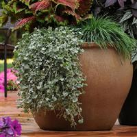 Dichondra Silver Falls Commercial Landscape 2