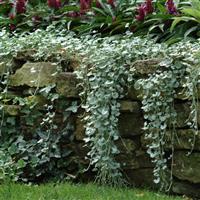 Dichondra Silver Falls Landscape