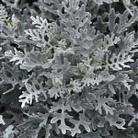 Dusty Miller Maritima Silverdust Bloom