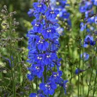 Delphinium Blue Donna Bloom