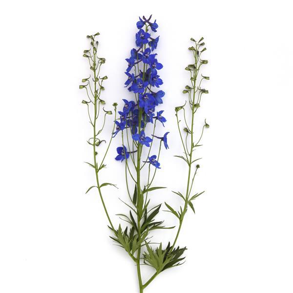 Delphinium Blue Donna Single Stem, White Background