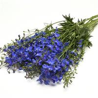 Delphinium Blue Donna Grower Bunch