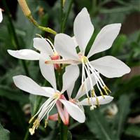 Gaura Sparkle White Bloom