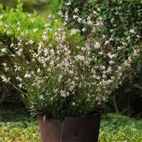 Gaura Sparkle White Container