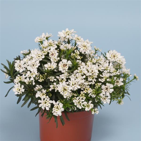 Iberis Whiteout Container