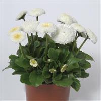 Bellissima™ White Container