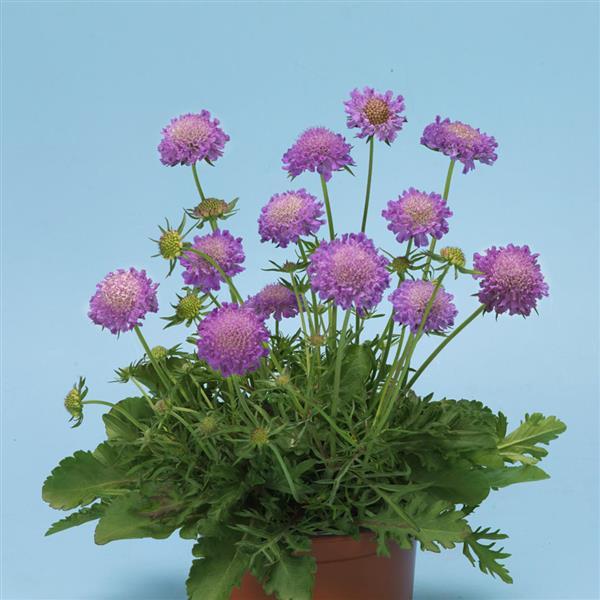 Scabiosa Blue Note Container