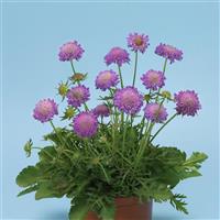 Scabiosa Blue Note Container