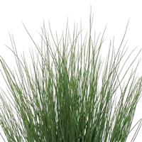 ColorGrass® Juncus Blue Arrows Bloom