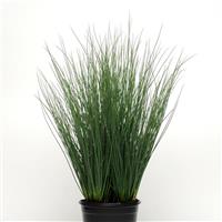 ColorGrass® Juncus Blue Arrows Container