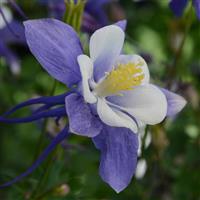 Earlybird™ Blue White Bloom