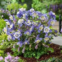 Earlybird™ Blue White Garden