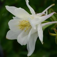 Earlybird™ White Bloom