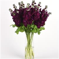 Aida Purple Mono Vase, White Background