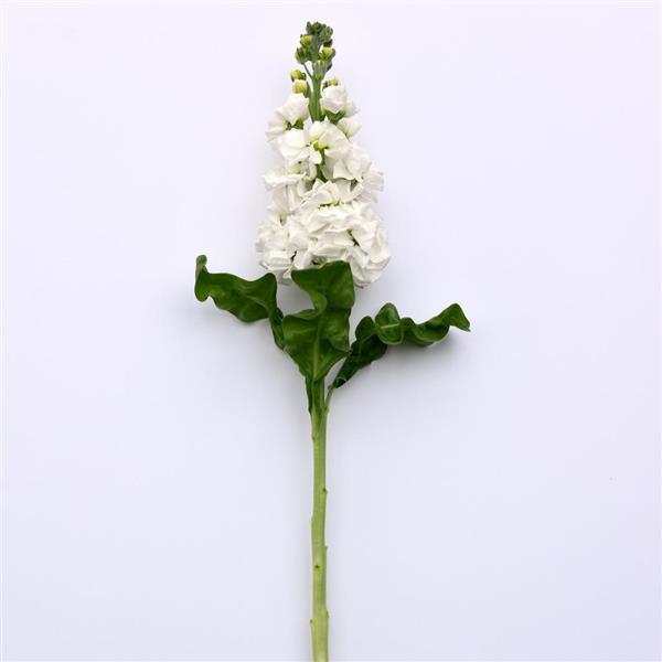 Aida White Single Stem, White Background