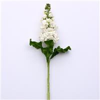 Aida White Single Stem, White Background