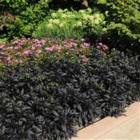 Ornamental Pepper Black Pearl Commercial Landscape 2