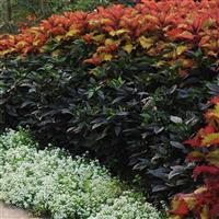 Ornamental Pepper Black Pearl Commercial Landscape 4