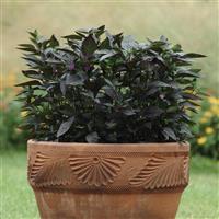 Ornamental Pepper Black Pearl Container