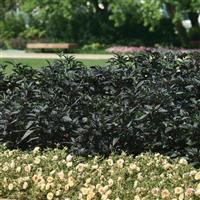 Ornamental Pepper Black Pearl Landscape