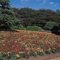 Ornamental Pepper Chilly Chili Commercial Landscape 1